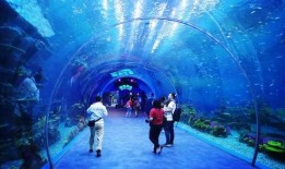 海洋最新爆料视频播放,最新爆料视频揭秘神秘海洋生物